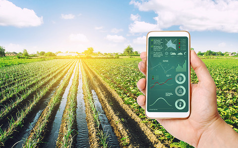 农民通过电话获得关于作物状况和农田状况的信息。作物成熟过程、水分和土壤养分。先进技术