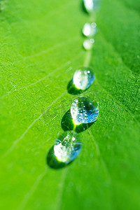 新鲜的绿叶，雨后滴一滴水。详细的宏观图片。夏天的背景图像为绿色.复制空间。环境日.