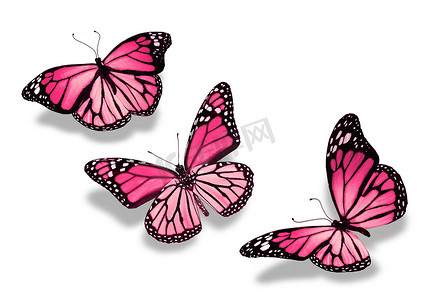 三个粉色蝴蝶，在白色背景上孤立