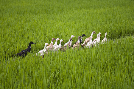 走进一片稻田的巴厘岛鸭