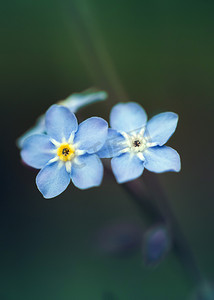 小花蓝色摄影照片_深绿色背景上的蓝色小花 