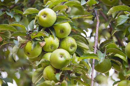 黄苹果摄影照片_苹果树枝上的绿、 黄苹果