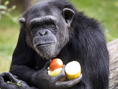 非洲的雄性黑猩猩，潘氏巨怪，在一年中拥有果实，并观察无生命的雌性黑猩猩.