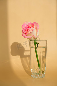 米色背景的花瓶上有柔和的粉红色玫瑰.深度阴影最小的构图。抽象的艺术思想。浪漫的粉红玫瑰花。现代美学。中和土声垂直