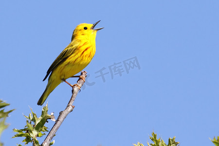 黄莺(Dendroica petechia)歌唱