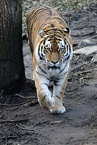 老虎在地面上行走