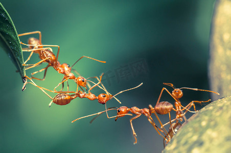 蚂蚁桥团结