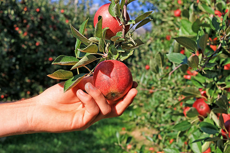 成熟的苹果摄影照片_在果园里采摘成熟的苹果.在阳光明媚的夏天，一只手牵着苹果