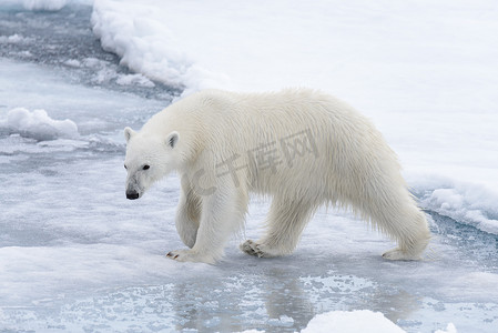 北极海冰层上的野生北极熊在水中