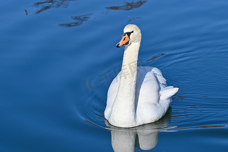 白天鹅缓缓地在湖上游动