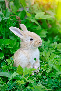 在绿草兔宝宝