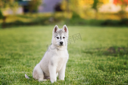 可爱小狗摄影照片_西伯利亚哈士奇狗的一只可爱的小狗