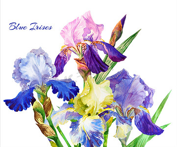 贺卡蓝色摄影照片_蓝色鸢尾花。水彩花