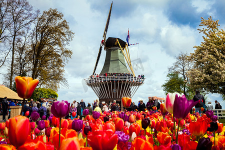 库肯霍夫公园的装饰风车。游客漫步在盛开多彩的郁金香场