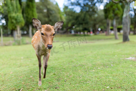 在奈良公园的鹿