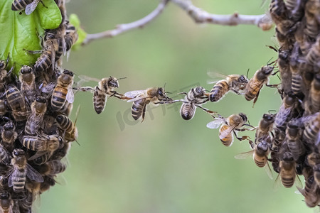 团队合作的蜜蜂差距的蜜蜂群