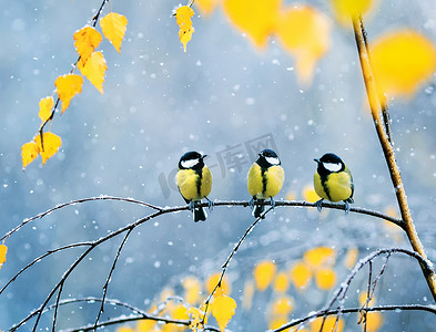 在期间摄影照片_三可爱的鸟山雀在公园坐在一个分支之间 br