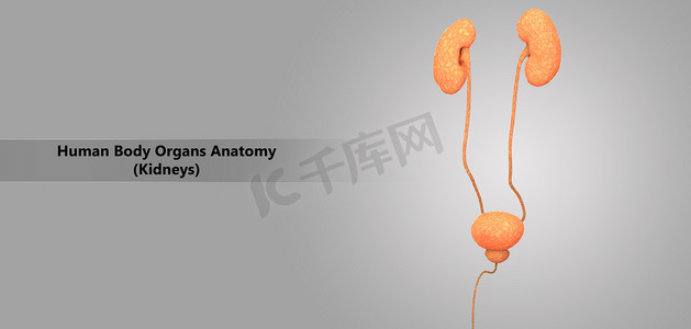 3d 人体泌尿系统解剖示意图