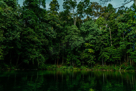 An amazing lake with clear water until the bottom of the water and aquatic biota are clearly visible, this lake is surrounded by dense trees in East Kalimantan, Indonesia