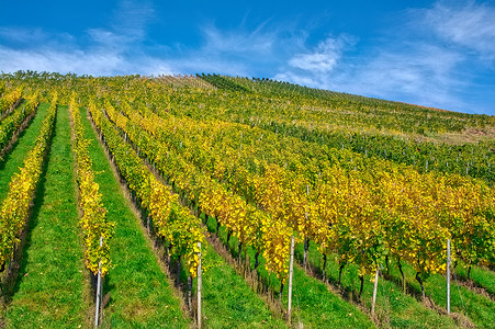 Vineyard Rows  Outdoors  at Daytime.  Agriculture