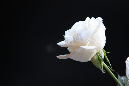 黑色背景上的白玫瑰花 