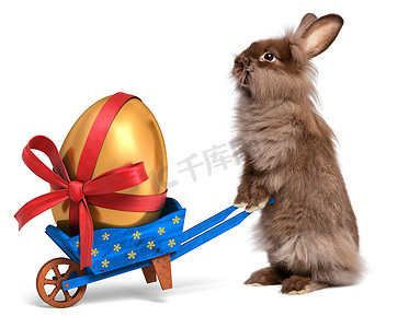 有趣的复活节兔子，与蓝色的独轮车和金蛋