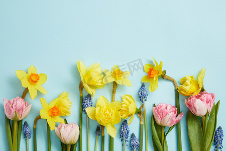 蓝色背景上的粉红色郁金香、黄色水仙花和蓝色风信子的顶视图 