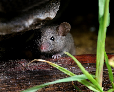 家鼠是啮齿类动物中的小哺乳动物，具有尖鼻孔、大圆形耳朵和长毛尾巴的特征。牠们是Mus属中最丰富的物种之一