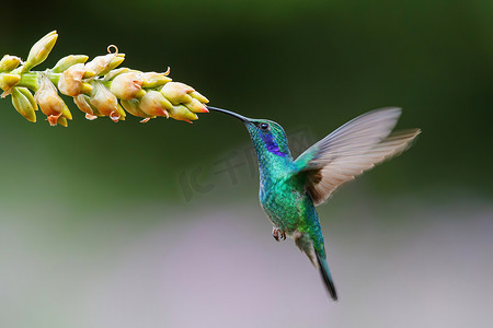 朵摄影照片_蜂鸟（英语：Hummingbird）-绿紫色耳朵的Colibri thalassinus），从哥斯达黎加萨韦格（英语：Savegre）的圣杰拉尔多 · 德尔多塔（英语：San Gerardo del Dota），从一朵美丽的溴花中采蜜。从大自然行动的野生动物场景.