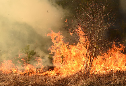 野火, 森林大火, 燃烧的森林