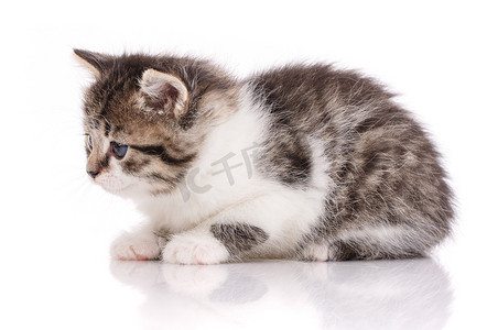 标签小猫摄影照片_可爱的宝贝。在白色背景上隔离的禁忌猫