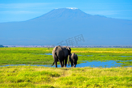 安利带你看世界摄影照片_美丽的乞力马扎罗山和大象，肯尼亚，安博塞利国家公园，非洲