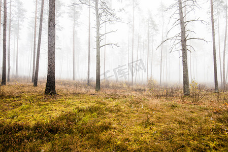 秋天的森林景观。清晨雾在松树森林在阴天，绿色和金色的叶子，拉脱维亚