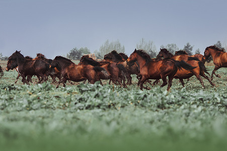 八骏马图摄影照片_一大群马的 Hutsul 品种。在草丛中的骏马 