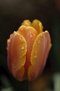 郁金香花摄影照片_橙色和黄色郁金香花盛开在雨下