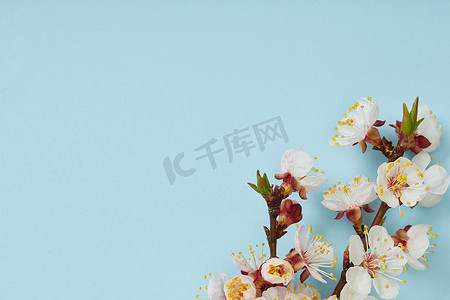百色花开的树枝与盛开的春天白花在蓝色背景的特写