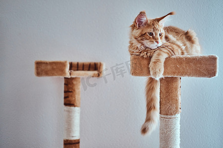 可爱的姜缅因州小小猫是放松在特殊的猫设备
