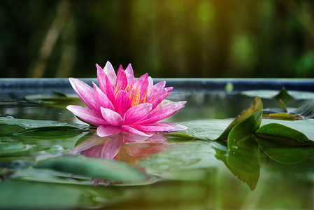 美丽的粉红莲花，水草倒映在池塘里