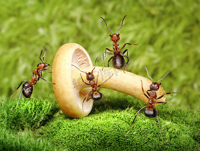 蚂蚁工作与蘑菇，团队精神的团队
