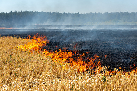 在靠近森林的地方收获小麦后，麦茬上的野火。干旱，气候变化，炎热的天气和环境污染，烧毁干枯的草场。天然灰肥的土壤肥力