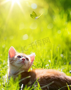 艺术猫咪小动物的狩猎一只蝴蝶的小猫