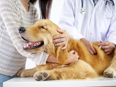 获得摄影照片_金猎犬会议医生在宠物医院检查身体和获得一些疫苗.