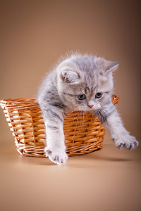 灰色的虎斑猫苏格兰小猫