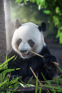 可爱的熊猫小熊吃在夏季环境的肖像