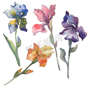 紫色、红色、橙色和蓝色虹膜。花植物学花。被隔绝的狂放的春天叶子。水彩背景设置。水彩画时尚水彩画。孤立的虹膜插图元素.