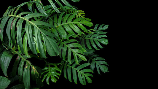 森林植物背景摄影照片_生长在热带森林植物野生环境中的紫锥菊的绿叶，黑色背景的常绿藤蔓. 