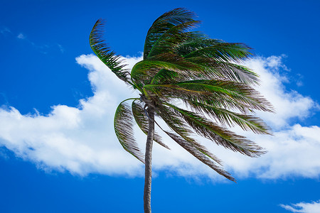 棕榈树在强风中