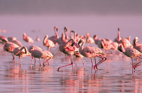 夕阳光摄影照片_群火烈鸟站在水中在粉红色的夕阳光在湖 Nayvasha