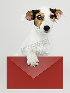 可爱的杰克罗素寻回小狗与一个红色信封模型