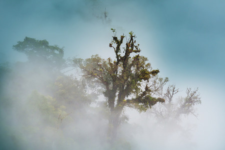 哥斯达黎加的宁静云雾森林